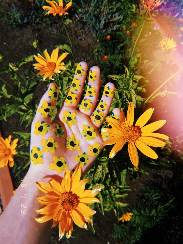 Подсолнухи