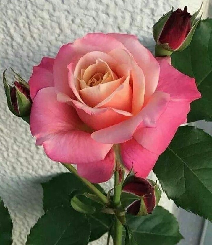 Rosa