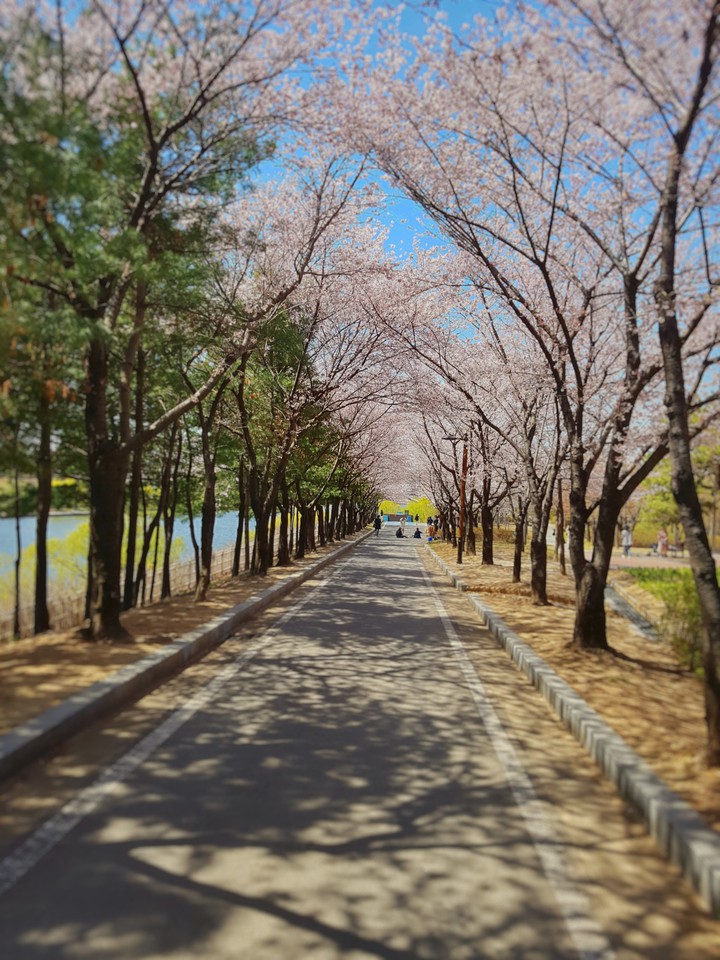 blossom road