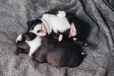 sfondi dog, puppy
