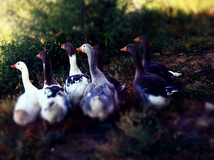 Ördekler/Ducks