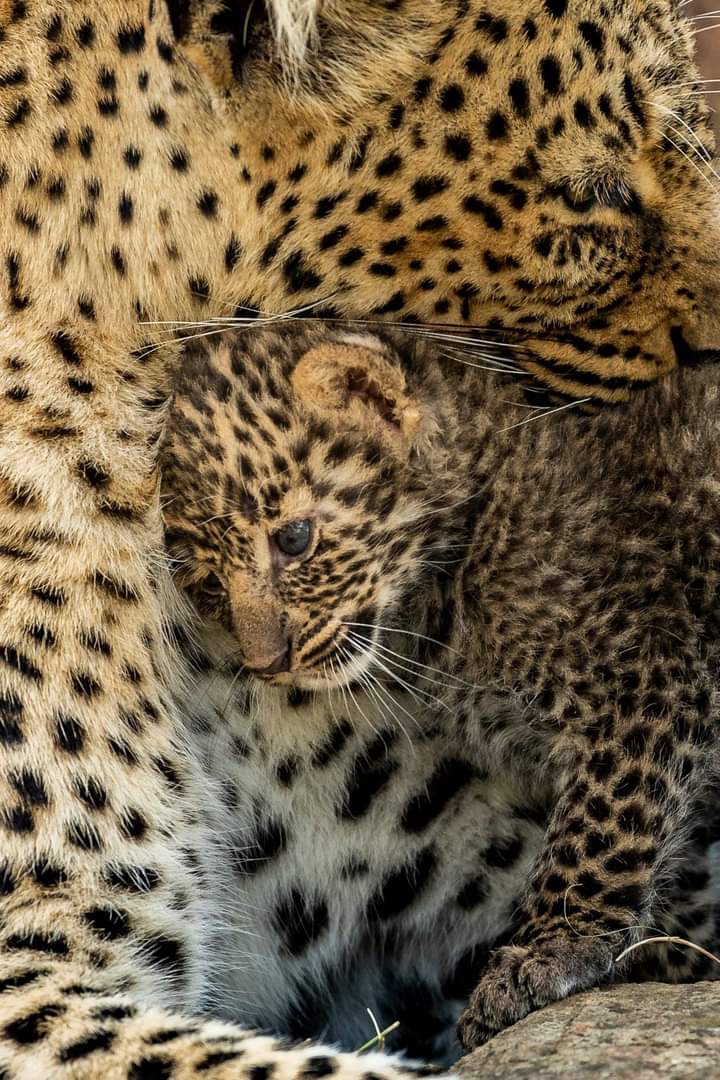 Mother's love