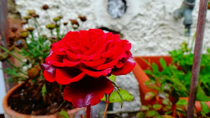 rose