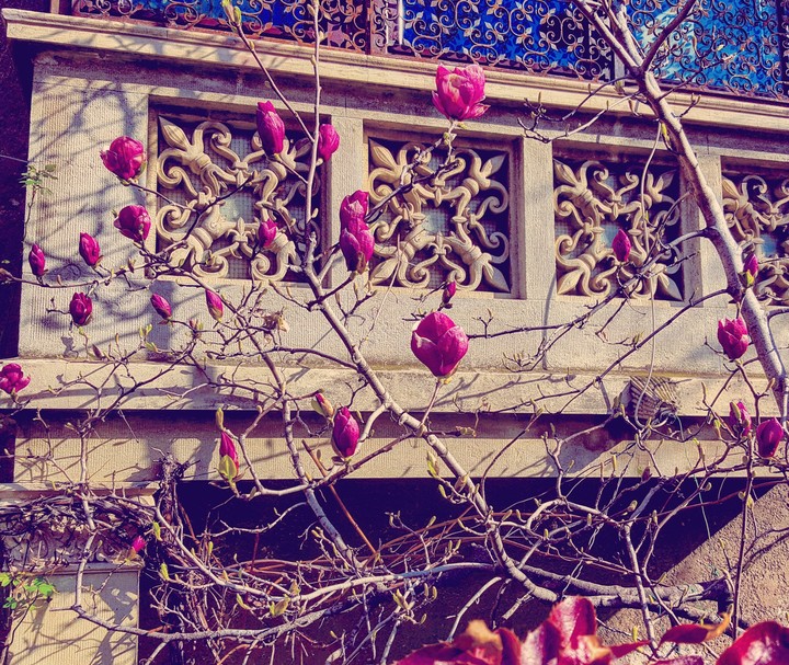 Spring blossom