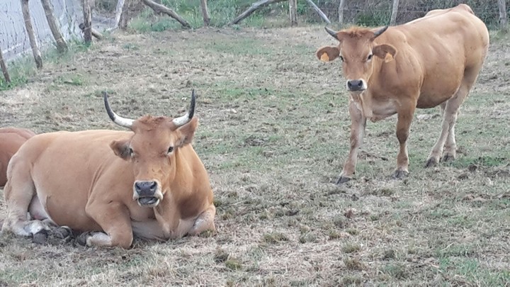 vacas
