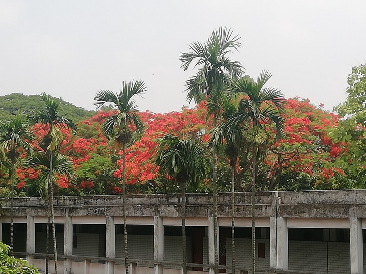 আগুনের দিন