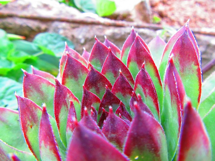 Echeveria