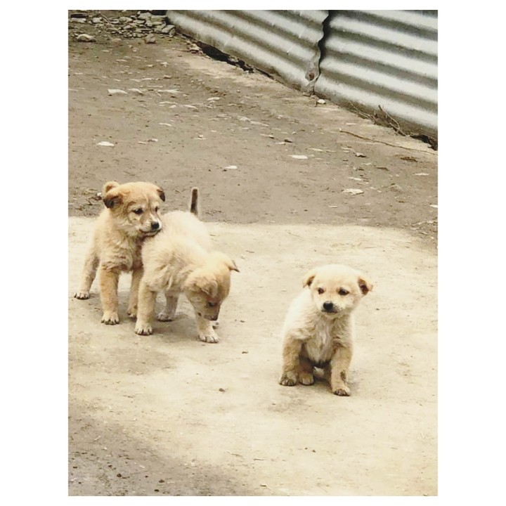 dog
