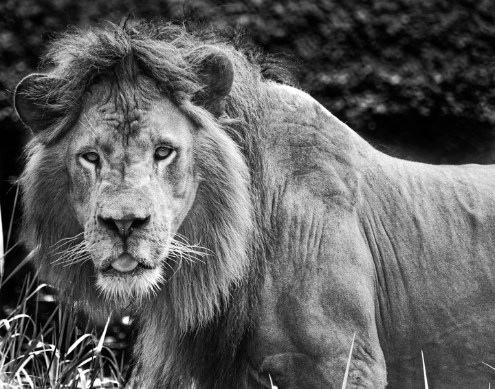 the king