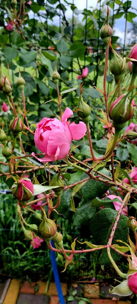 רקעים pink, spring