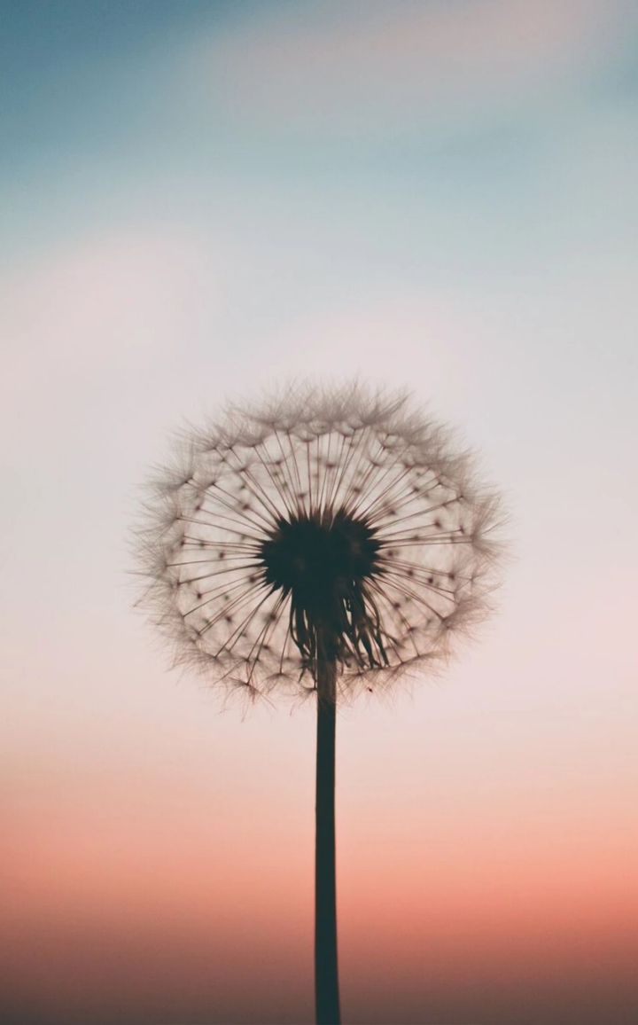 weeds