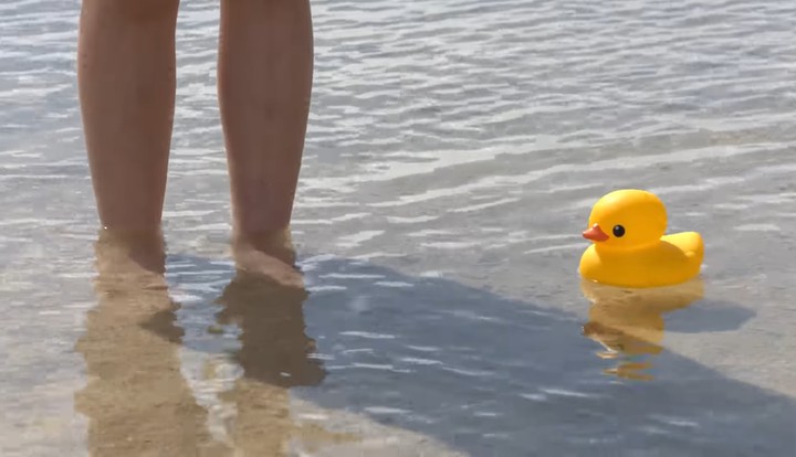 duck
