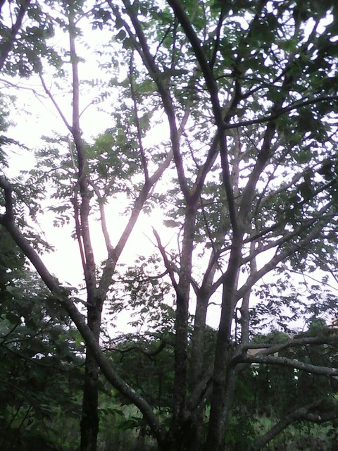 Beech Nut Tree