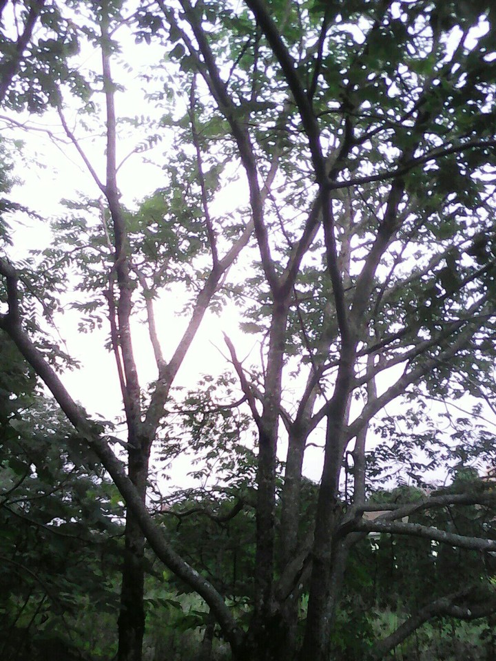 Beech Nut Tree
