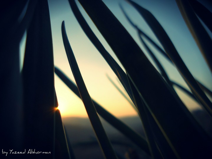 sunset