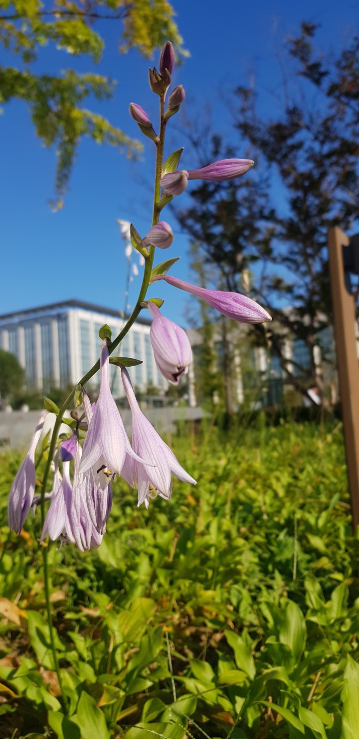 autumn flower sky