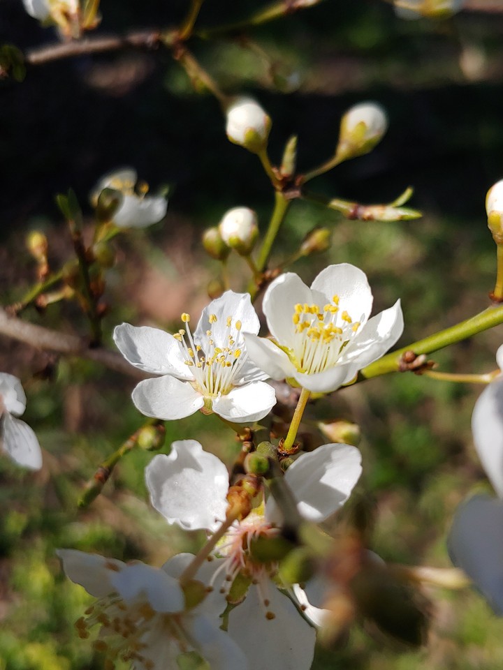 Spring