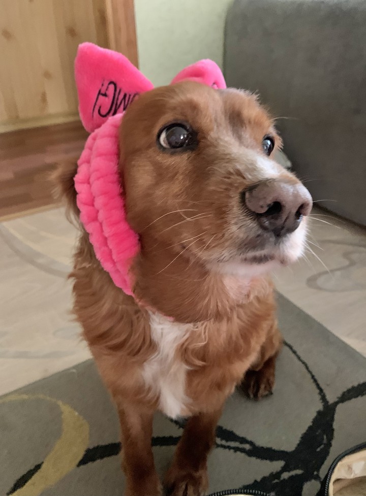собака