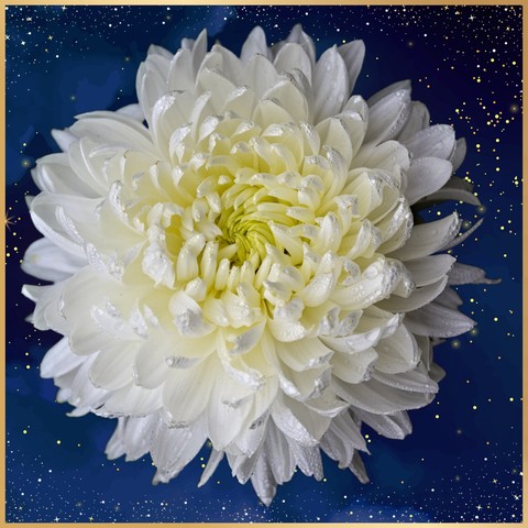 Flower in the sky