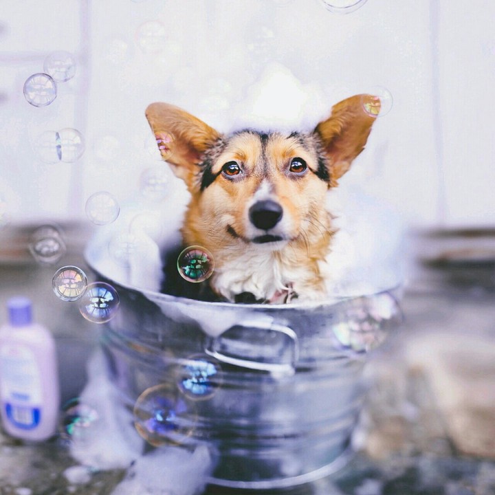 dog