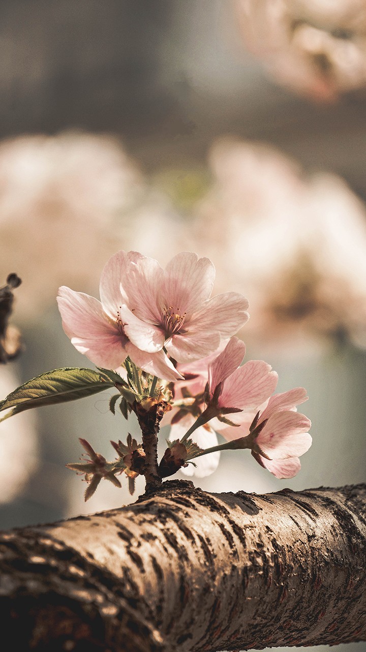 flowering