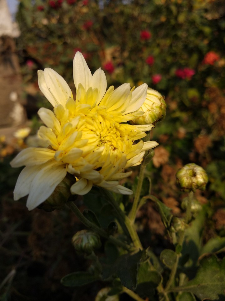 flower