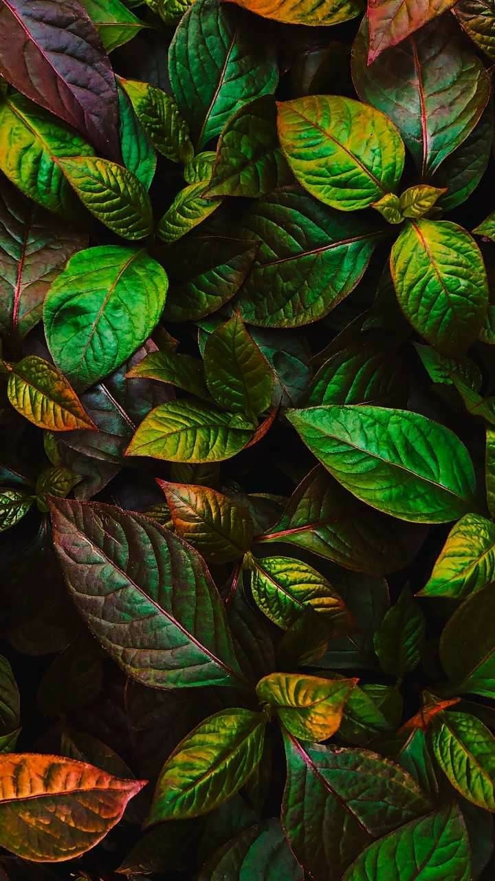 leaf