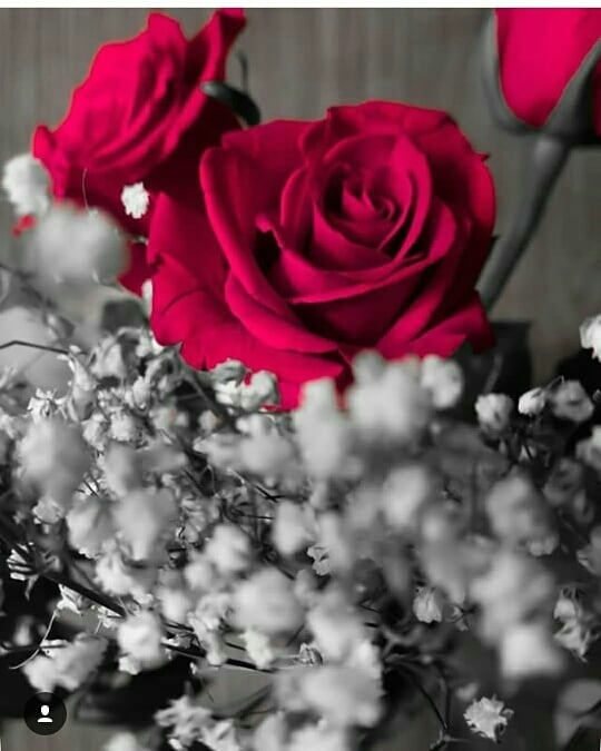 Roses