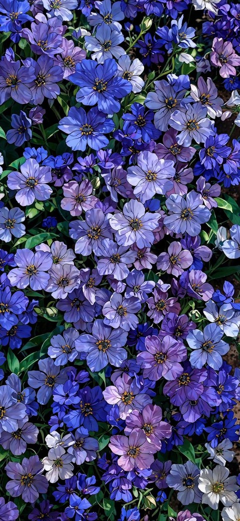 petal, blue wallpapers
