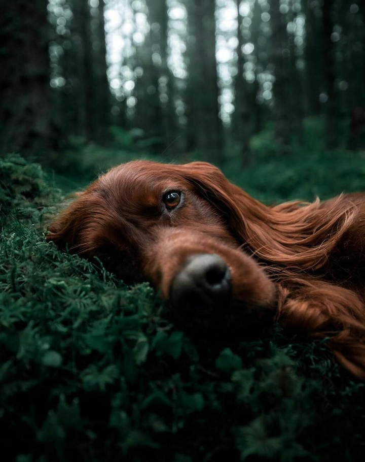 dog
