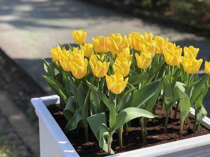 tulips