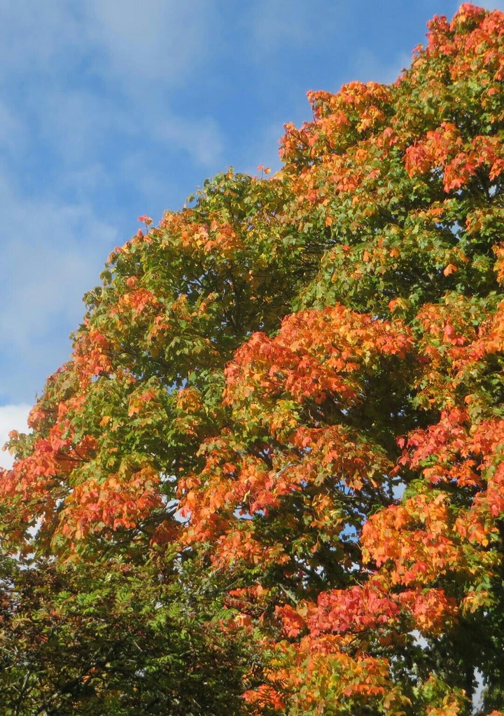 Red tree