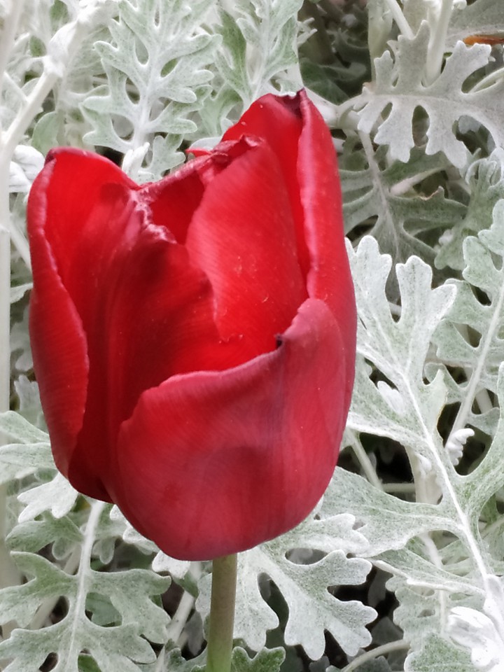 Red tulip