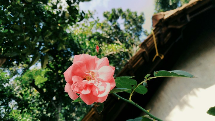 rose