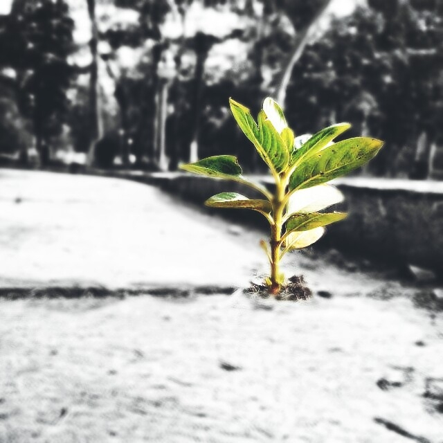 nature