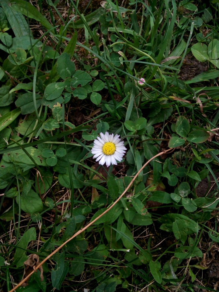 White flower