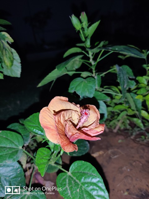 обои pink, rose