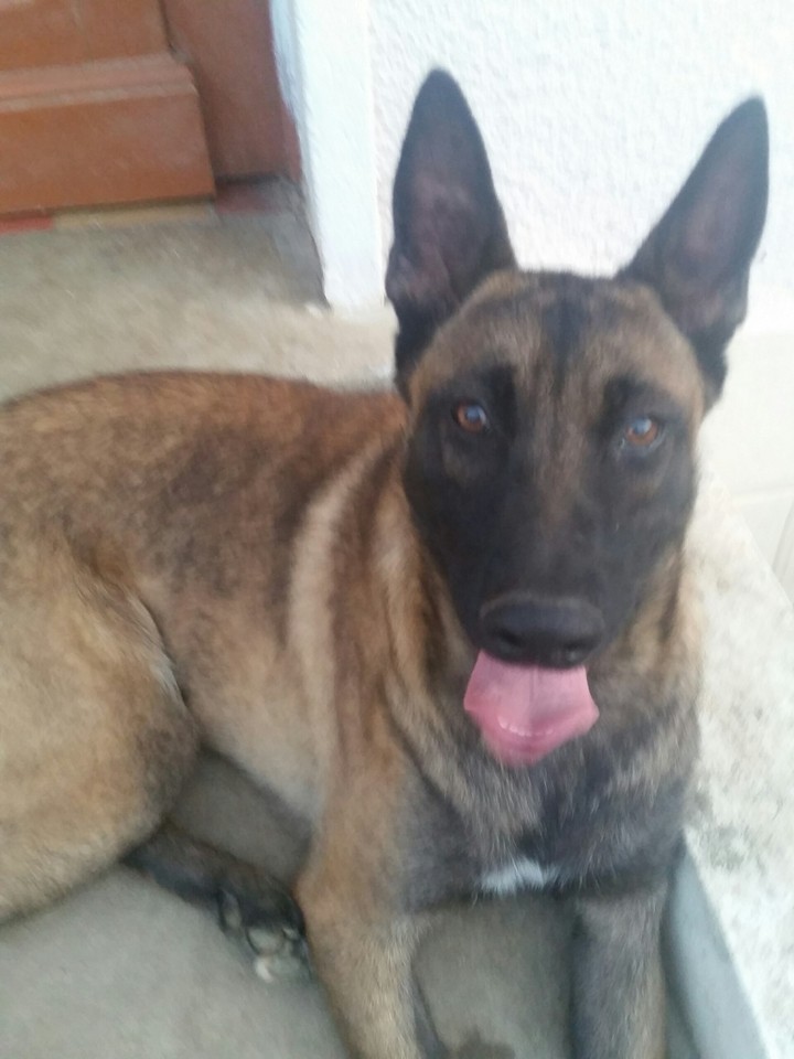 dog