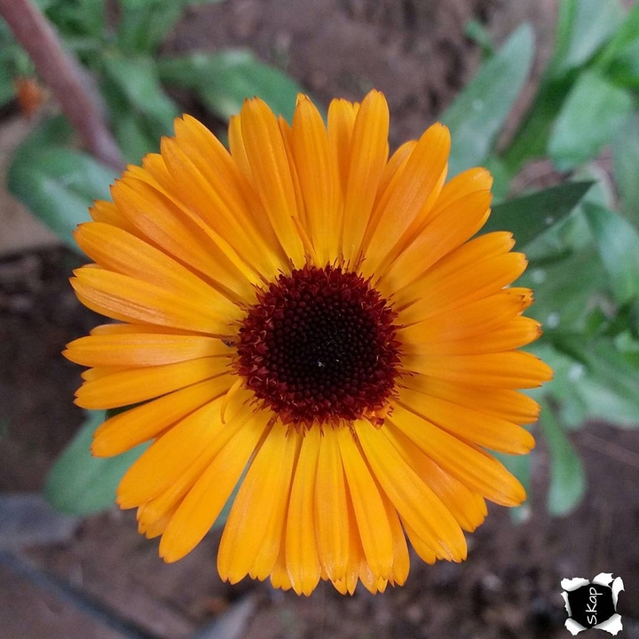 Happy Flower