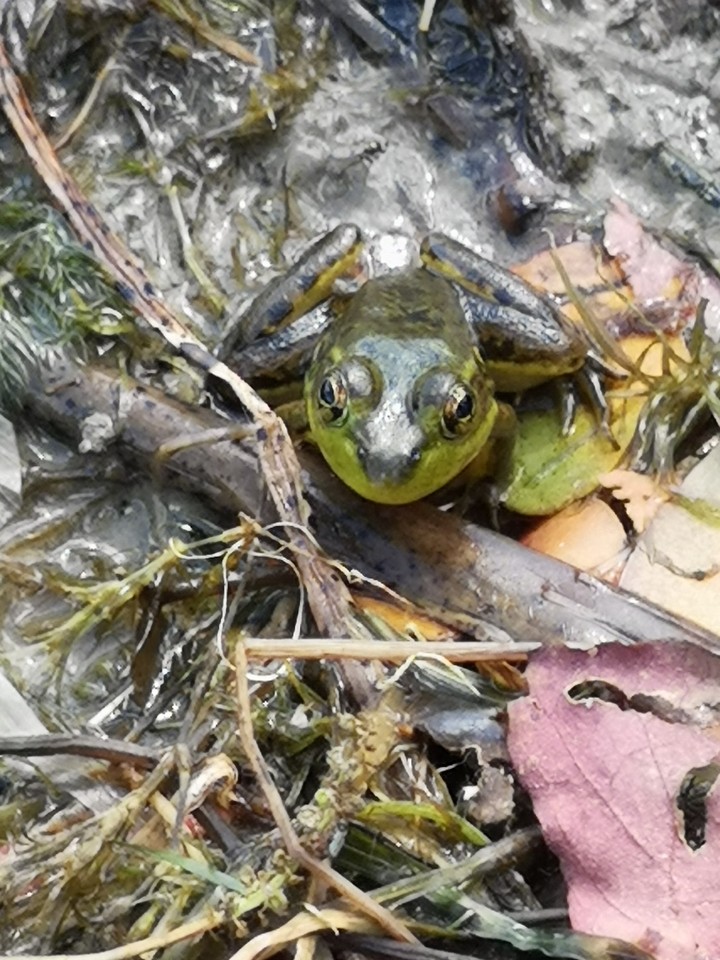 frog
