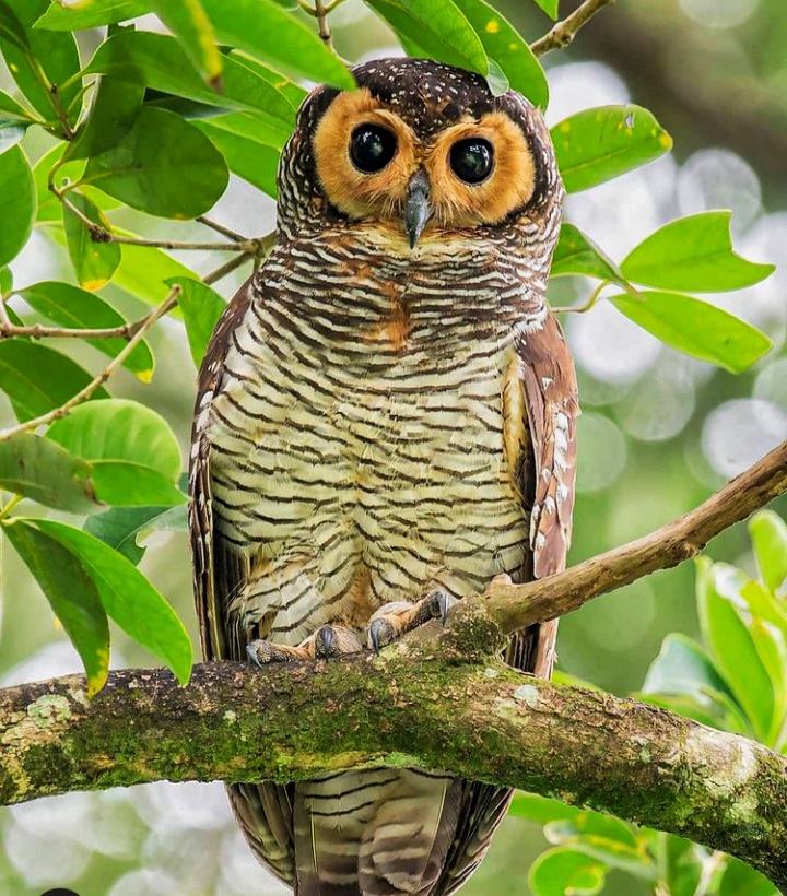 night king owl