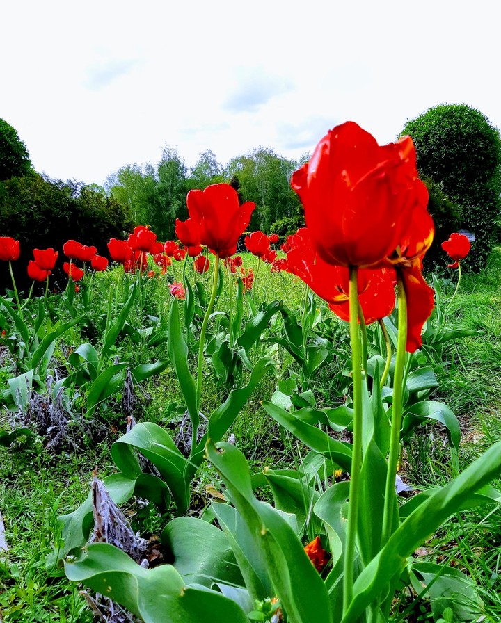 Botanical garden