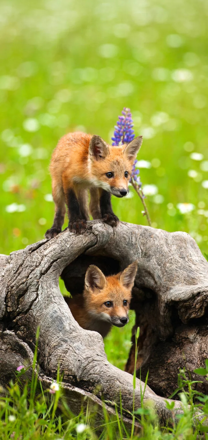 adorable fox