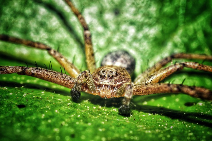 spider