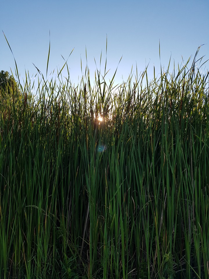 Through the Grass