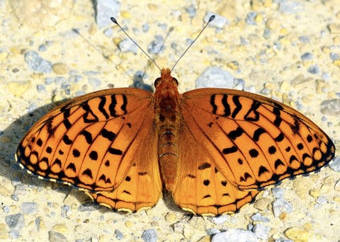 fondos de pantalla butterfly, lepidoptera