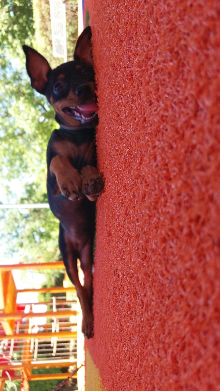 dog
