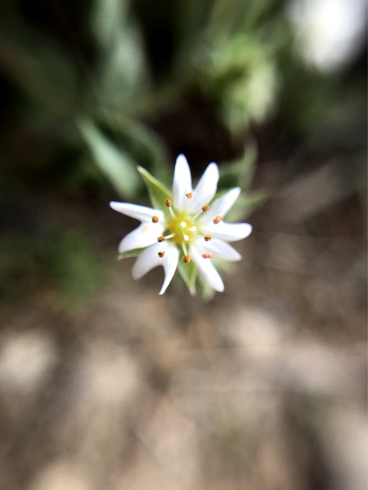 white little one