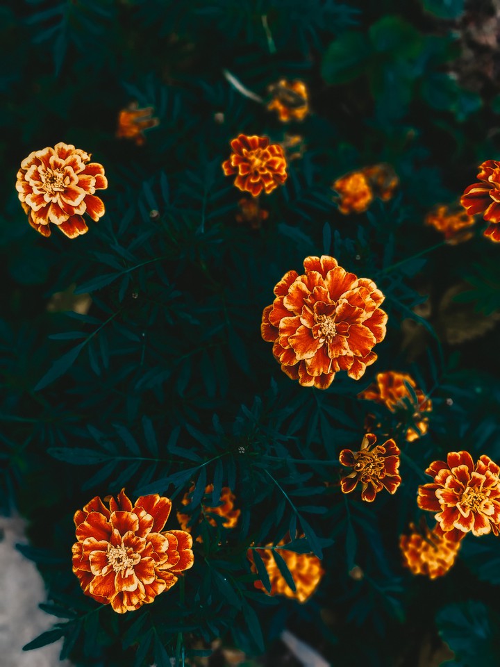 flowers Orange Green