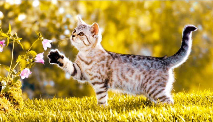 cute cat